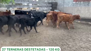  27 Terneras destetadas