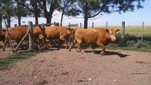  9 Vacas nuevas C/ gtia de preñez