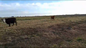  27 Vacas medio uso C/ gtia de preñez en Buenos Aires, Pehuajó