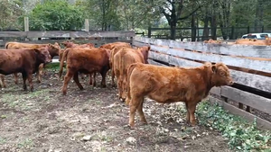  28 Ternera en Panguipulli, XIV Región Los Ríos