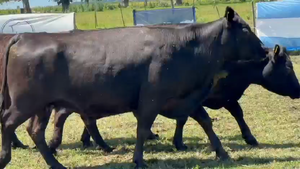  10 Vacas nuevas Preñadas