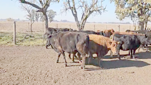  23 Vacas CUT preñadas en Gral. Belgrano, Buenos Aires