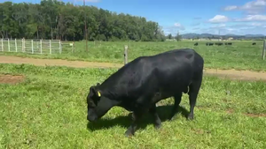  1 Toro