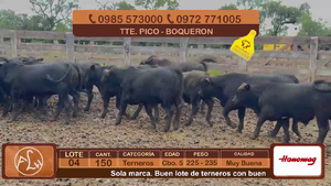 Lote 4