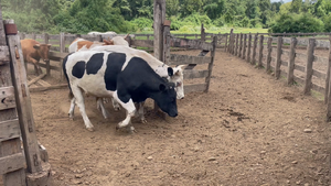  45 Novillo Gordo en Osorno, X Región Los Lagos