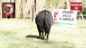  1 Toro