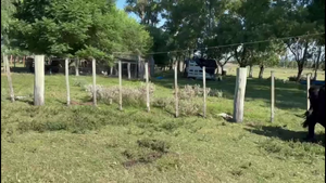  VACAS PREÑADAS