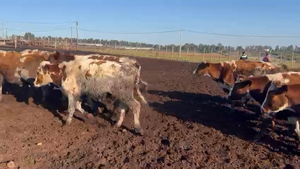 45 Novillo Engorda en San Pedro, Región Metropolitana