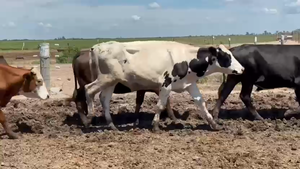 84 Novillitos y vaquillonas Angus negro y colorado en Altos de Chipión, Córdoba