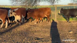  16 Vacas nuevas Preñadas