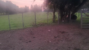  20  Terneras
