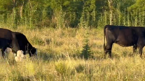 14 Vaquillonas Angus negro, careta y Cruzas en Ramona, Santa Fe