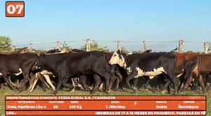  LOTE 7