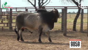  Brahman