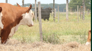  5 Vaquillonas preñadas