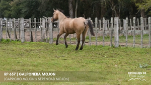 GALPONERA MOJON — Escritorio Alori y Cia.