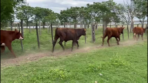  NOVILLOS 1-2 AÑOS