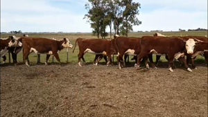  34 Vacas de invernada