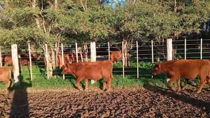  37 Terneros