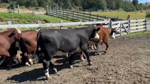  50 Novillo Engorda en Río Ibáñez, XI Región Aysén