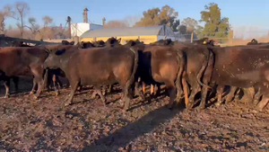  31 Vacas nuevas C/ gtia de preñez en Roque Pérez, Buenos Aires