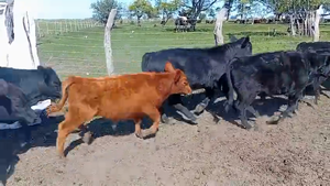  55 Terneros/as en Entre Ríos, Villa Elisa