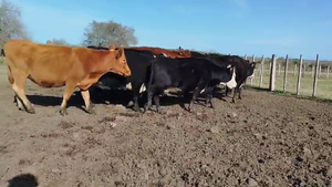 27 Vacas Grandes