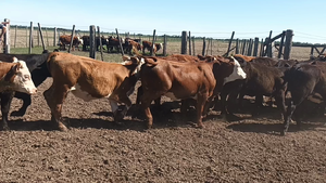  21 Terneras Cruzas en Moisés Ville, Santa Fe