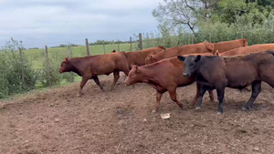 60 Terneros/as en Buenos Aires, El Triunfo