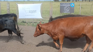  33 Vaquillonas preñadas en Buenos Aires, Loberia