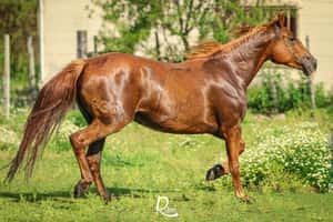  SA Taborita Del Yaguaron