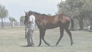  COSTA AMOROSA (LENOVO -  LILLA)