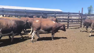  20 Vaquilla Gorda en Los Ángeles, VIII Región Biobío