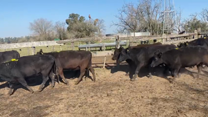  31 Vacas medio uso C/ gtia de preñez en San Vicente, Buenos Aires