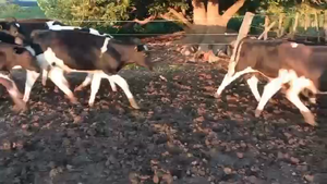  9 Terneros Holando en Santa Fe, Ñanducita