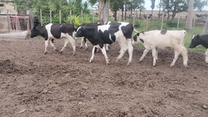  16 Terneros Holando Argentino en Valtelina, Córdoba