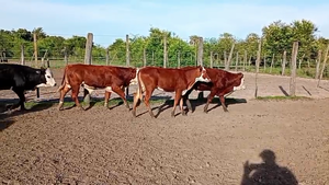  100 Terneros/as en Corrientes, Lomas de Vallejos