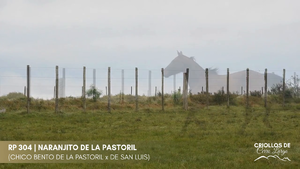 NARANJITO DE LA PASTORIL — Escritorio Alori y Cia.