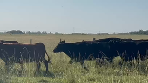  21 Vacas nuevas
