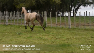 CERPENTINA MOJÓN — Escritorio Alori y Cia.