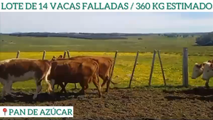  14 Vacas Falladas