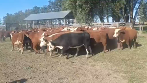  62 Novillitos en Entre Ríos, San Salvador