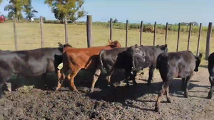  22 Terneros/as en Pehuajó