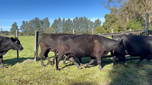  VACA ENTORADA