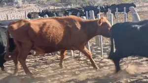  60 Vacas de invernar