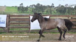 TIGRE LA GARRAPATA — Escritorio Alori y Cia.