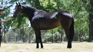  LOTE 5 - ULTIMA COPA