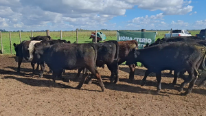  14 Novillitos en Suipacha