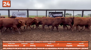  LOTE 24