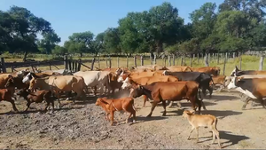  40 Vacas medio uso C/ cria en Chaco, Gral. Vedia